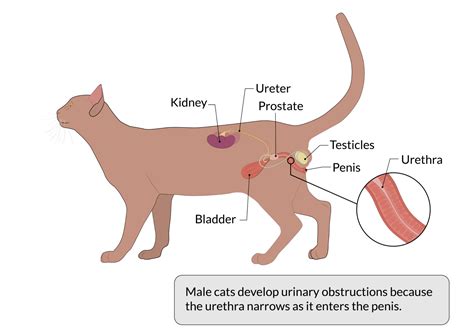 Feline Urethral Obstruction: Diagnosis & Management